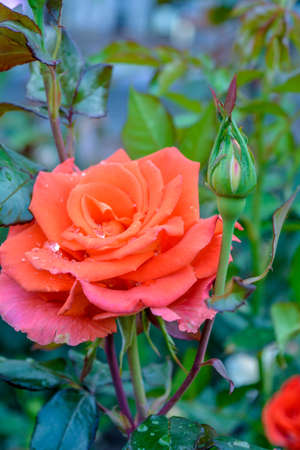 Orange rose flower. Close-up photo of garden flower with shallow depth of fieldの写真素材