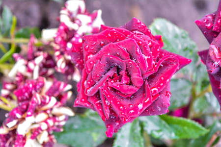 Wine or bordeaux rose flower with rain water drops. Close-up photo of garden flower with shallow depth of fieldの写真素材