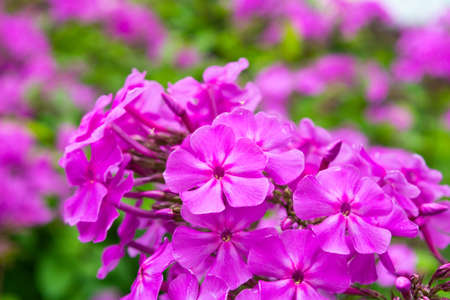 Garden purple phlox, Phlox paniculata, vivid and flavored summer flowers. Blossom bright pink Phlox plantの写真素材