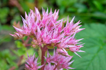 Blossom Sedum Prominent, Sedum Spectabile. Ornamental garden plants - pink Sedum Spectabile in flowering period. Pink flowers of Sedum Spectabileの写真素材