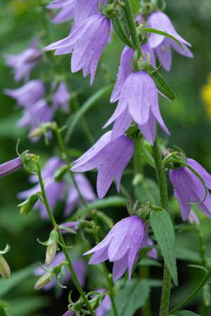 Beautiful blue flowers of Campanula plant The purple bell of bearded Campanula barbata grows in gardenの写真素材