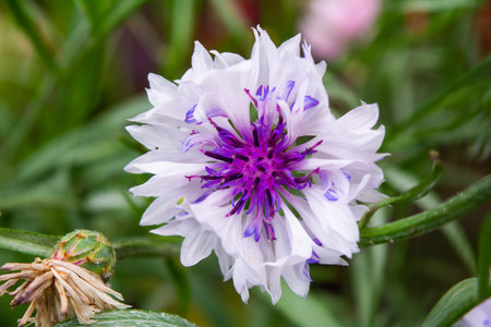 Single flower of Cornflower plant, Centaurea cyanus, Asteraceae. Cornflower Herb or bachelor button...