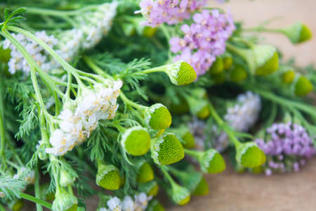 Meadow medical herbs - Chamomile and Achillea closeup view. Alternative medicine herbal grassの写真素材
