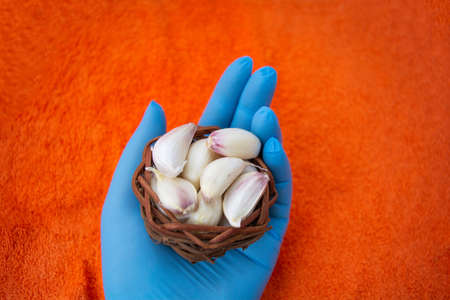 Hand in blue latex medical glove with Cloves of raw Garlic in wooden small bowl. Spices for cooking - garlicの写真素材