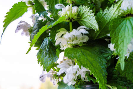 White dead-nettle, Lamium album, weed blooming close-up, selective focus, shallow DOF. Medical herb in natural habitatの写真素材
