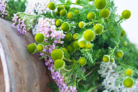 Meadow medical herbs - Chamomile and Achillea closeup view. Alternative medicine herbal grassの写真素材