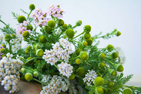 Meadow medical herbs - Chamomile and Achillea closeup view. Alternative medicine herbal grassの写真素材