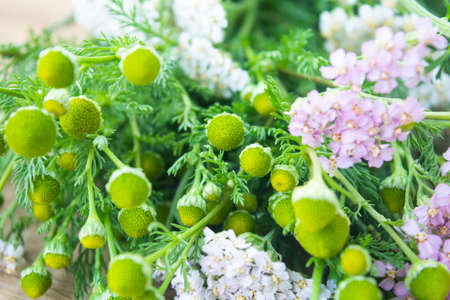 Meadow medical herbs - Chamomile and Achillea closeup view. Alternative medicine herbal grassの写真素材