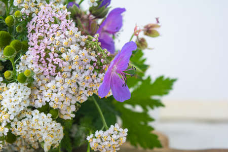 Meadow medical herbs - Chamomile, Achillea and Geranium closeup view. Alternative medicine herbal grassの写真素材