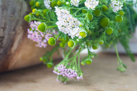 Meadow medical herbs - Chamomile and Achillea closeup view. Alternative medicine herbal grassの写真素材