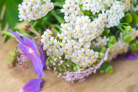 Meadow medical herbs - Chamomile, Achillea and Geranium closeup view. Alternative medicine herbal grassの写真素材