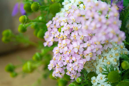 Meadow medical herbs - Chamomile, Achillea and Geranium closeup view. Alternative medicine herbal grassの写真素材