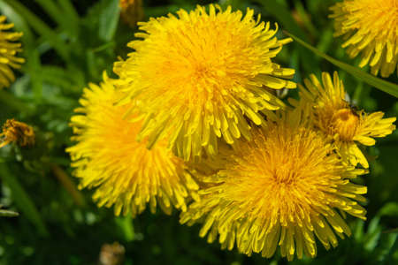 Yellow dandelion or Taraxacum officinale flowers on meadow field. Medicinal wild herbの写真素材