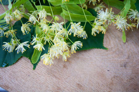 Yellow flowers of linden tree, fragrant medicine herbal and healthcare tea ingredientの写真素材