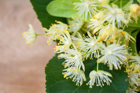 Yellow flowers of linden tree, fragrant medicine herbal and healthcare tea ingredientの写真素材