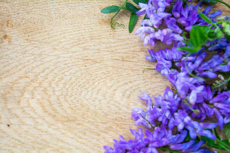Vicia cracca or tufted vetch, bird or blue vetch and boreal vetch on wooden background. Shallow dof. Alternative medicine herbalの写真素材