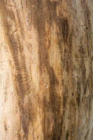 Trunk of dead tree without bark with traces of beetles. Rough natural wooden surface with lines. Wood texture for background.の写真素材