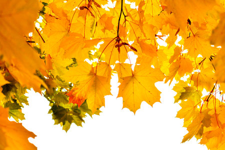 Beautiful golden maple leaves in autumn, selective focus. Autumn yellow leaves background. Autumn...