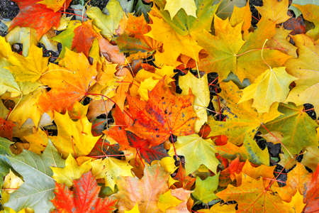 Autumn multicolored maple leaves lie on green grass. Autumn mood school time conceptの写真素材