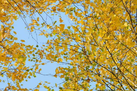 Autumn background with yellow leaves are birch tree on vibrant blue sky. Branches of birch tree with gold foliage in fallの写真素材