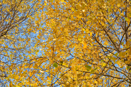 Autumn background with yellow leaves are birch tree on vibrant blue sky. Branches of birch tree with gold foliage in fallの写真素材