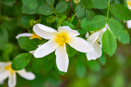 Shrub of white Dogrose or Briar flowers. Flowering rose hips of Briar eglantine canker-rose - delicately flavored Eurasian wild roseの写真素材