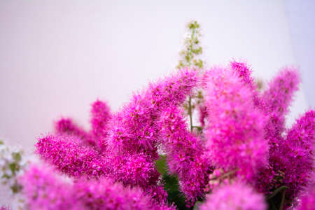 Pink Spirea flowers on bush. Spiraea flowers decorative gardening and forestry management. Blooming plant of Pink Spireaの写真素材