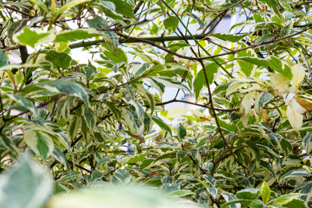Cornus Alba foliage with watercolor green and white leaves. Decorative garden plant called red...