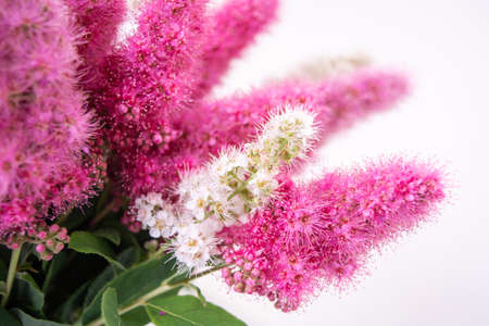 Pink Spirea flowers on bush. Spiraea flowers decorative gardening and forestry management. Blooming plant of Pink Spireaの写真素材