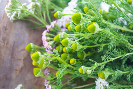 Meadow medical herbs - Chamomile and Achillea closeup view. Alternative medicine herbal grassの写真素材