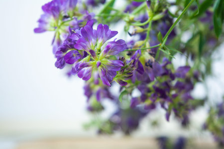 Vicia cracca or tufted vetch, bird or blue vetch and boreal vetch on wooden background. Shallow dof. Alternative medicine herbalの写真素材