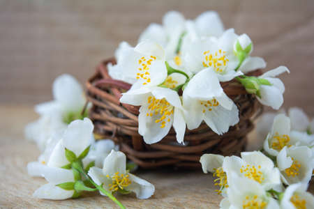 White jasmine flowers, traditional chinese green tea ingredient, aromatherapy flavor on wooden background. Wedding invitation card. Space for textの写真素材