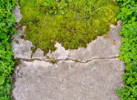 Broken and destroyed old cement walk way floor between them with moss and grass with green grass border on sides. Old path with stones and mossの写真素材