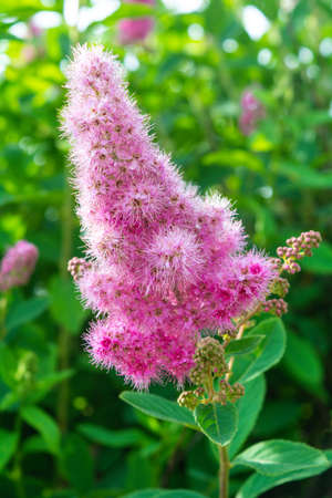 Pink Spirea flowers on bush. Spiraea flowers decorative gardening and forestry management. Blooming plant of Pink Spireaの写真素材