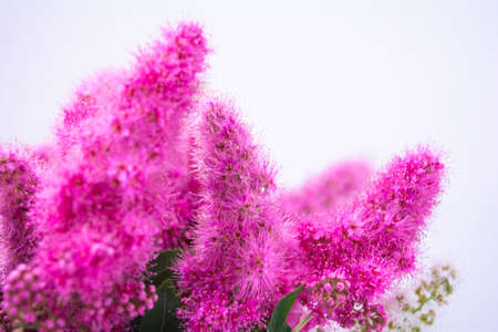 Pink Spirea flowers on bush. Spiraea flowers decorative gardening and forestry management. Blooming plant of Pink Spireaの写真素材