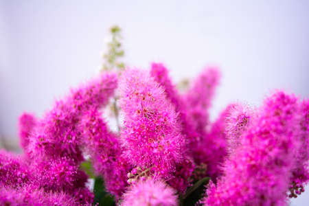 Pink Spirea flowers on bush. Spiraea flowers decorative gardening and forestry management. Blooming plant of Pink Spireaの写真素材