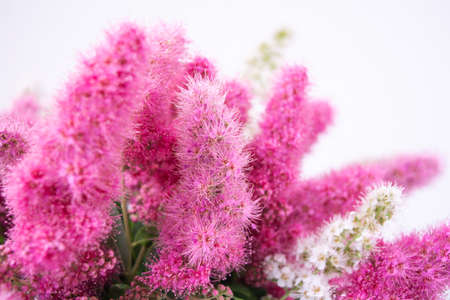 Pink Spirea flowers on bush. Spiraea flowers decorative gardening and forestry management. Blooming plant of Pink Spireaの写真素材