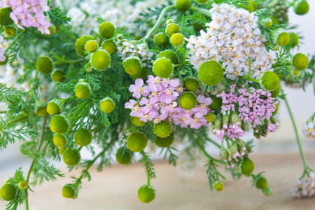 Meadow medical herbs - Chamomile and Achillea closeup view. Alternative medicine herbal grassの写真素材