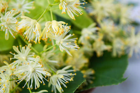 Yellow flowers of linden tree, fragrant medicine herbal and healthcare tea ingredientの写真素材