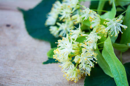 Yellow flowers of linden tree, fragrant medicine herbal and healthcare tea ingredientの写真素材