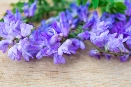 Vicia cracca or tufted vetch, bird or blue vetch and boreal vetch on wooden background. Shallow dof. Alternative medicine herbalの写真素材