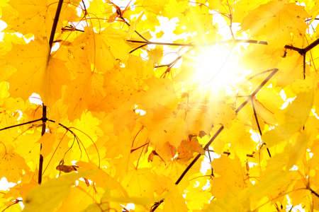 Beautiful golden maple leaves in autumn, selective focus. Autumn yellow leaves background. Autumn mood school time conceptの写真素材