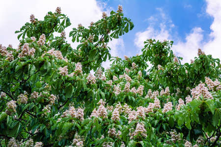 Foliage and flowers of chestnut tree or Aesculus hippocastanum on blue sky with white clouds. Spring blossoming Horse-chestnut or Conker treeの写真素材