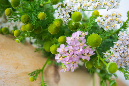 Meadow medical herbs - Chamomile and Achillea closeup view. Alternative medicine herbal grassの写真素材