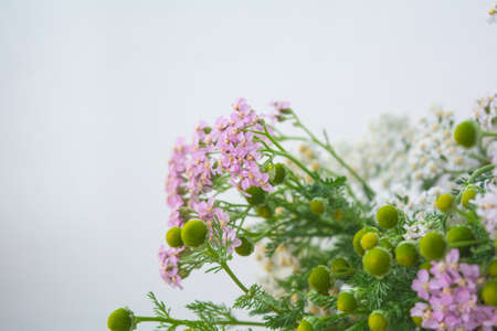 Meadow medical herbs - Chamomile and Achillea closeup view. Alternative medicine herbal grassの写真素材