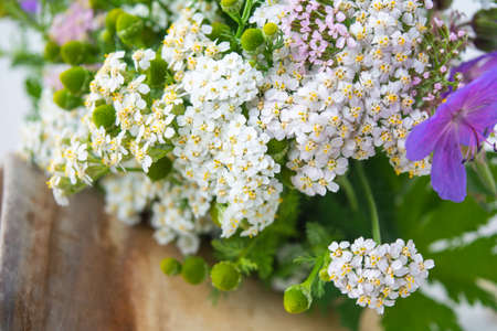Meadow medical herbs - Chamomile, Achillea and Geranium closeup view. Alternative medicine herbal grassの写真素材