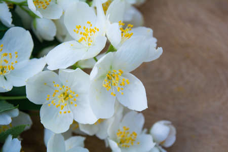 White jasmine flowers, traditional chinese green tea ingredient, aromatherapy flavor on wooden background. Wedding invitation card. Space for textの写真素材