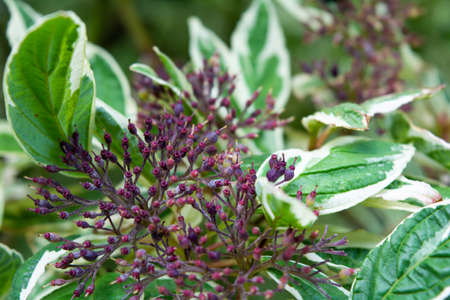 Cornus Alba foliage with watercolor green and white leaves. Decorative garden plant called red barked, white silver or Siberian dogwoodの写真素材