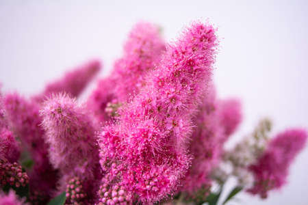 Pink Spirea flowers on bush. Spiraea flowers decorative gardening and forestry management. Blooming plant of Pink Spireaの写真素材