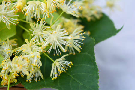 Yellow flowers of linden tree, fragrant medicine herbal and healthcare tea ingredientの写真素材
